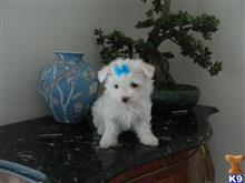maltese puppy posted by Elegant Babies